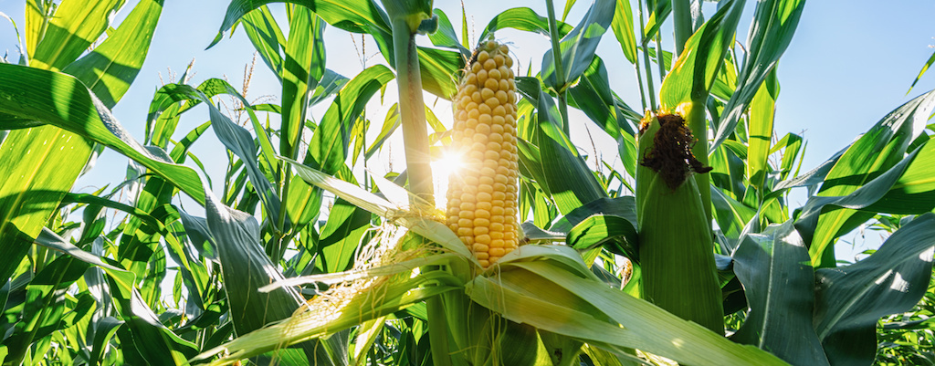 corn in a field